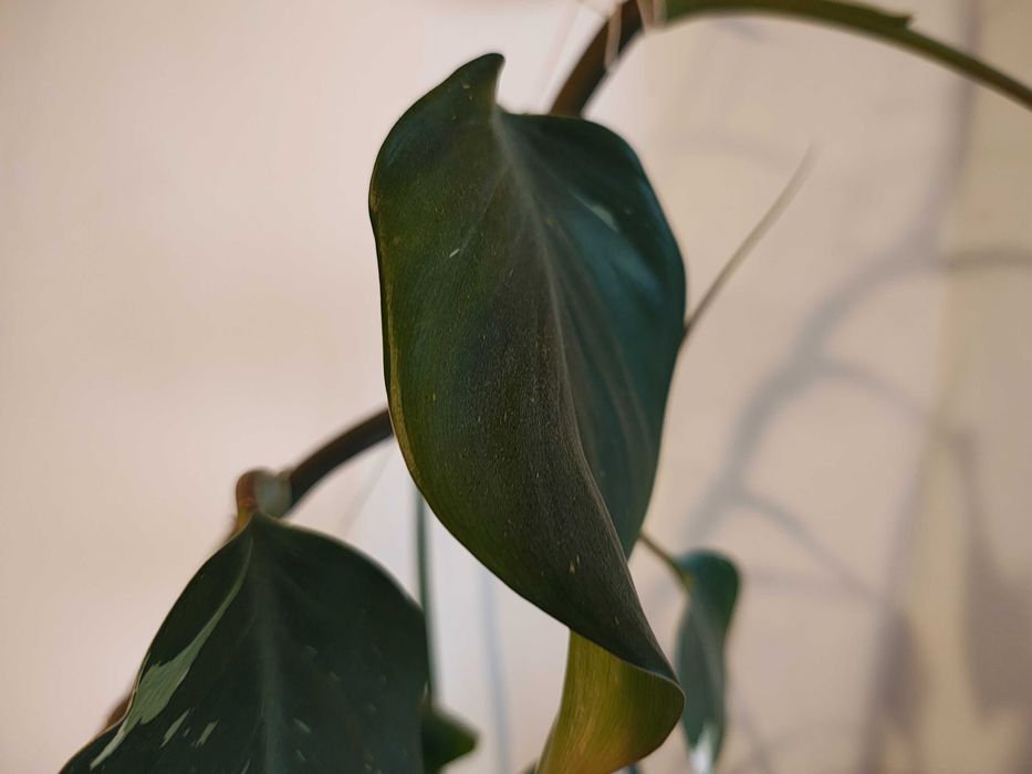 Sprzedam filodendron white princes