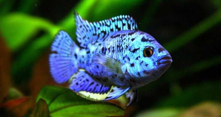 Pielęgnica Blue Dempsey