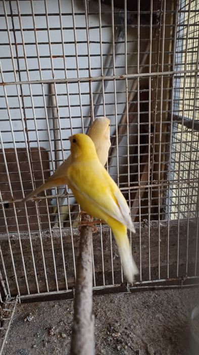 Canários amarelos machos