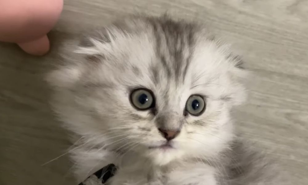 Вислоухие и прямоухие шотландские котята, мальчик и девочки