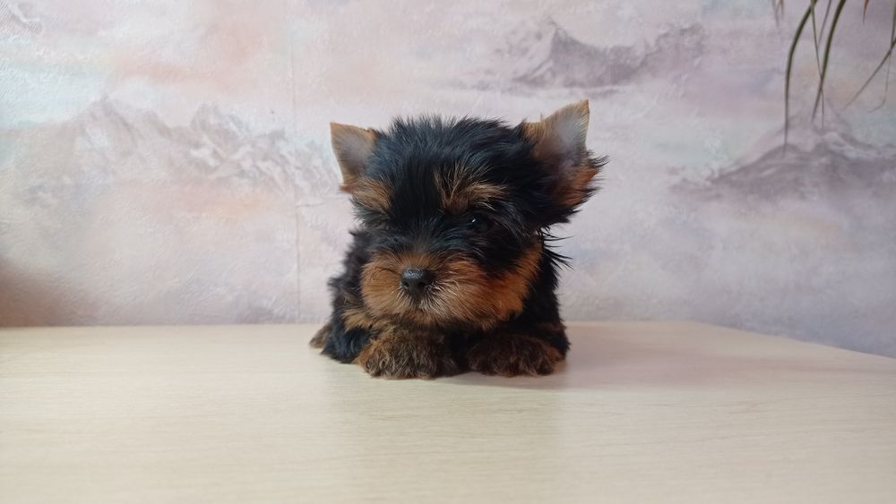 Микро Девочки Мальчики Йорки