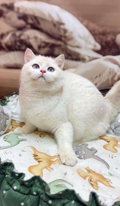 Голубоокий Хлопчик 4 міс