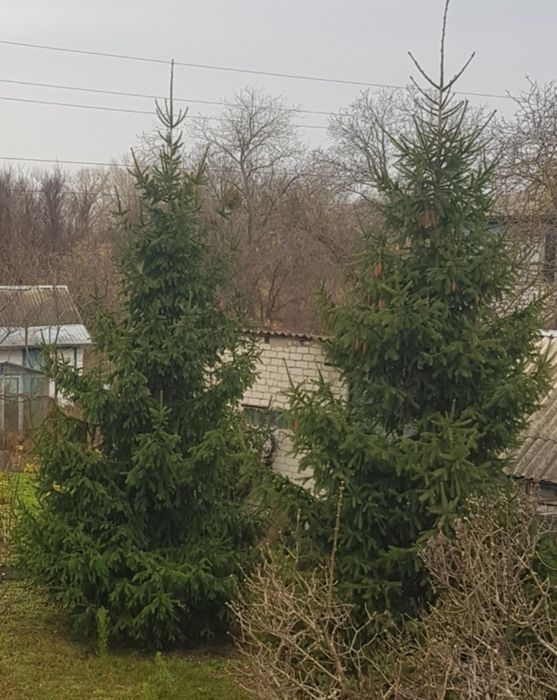 Ялинка жива висока