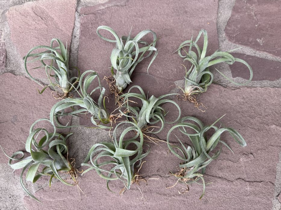 Tillandsia тилландсия intermedia іонанта  медуза курлі слім адреана