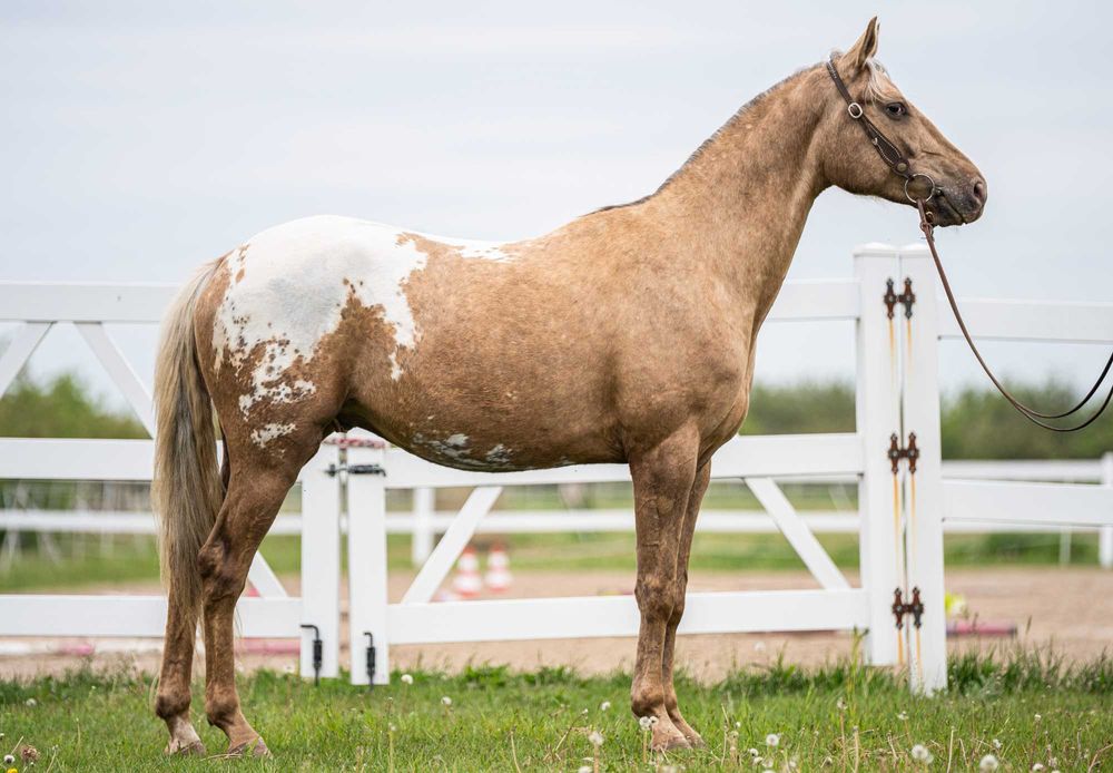 Pięknie umaszczony wałach Appaloosa