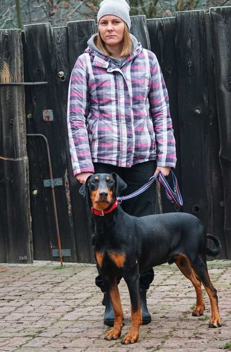 REGON - piękny pies w typie doberman