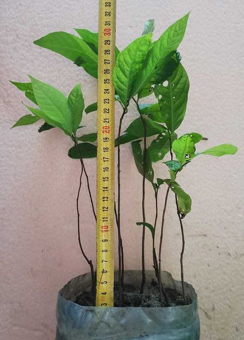 Азиміна Сіянці Насіння продам обміняю