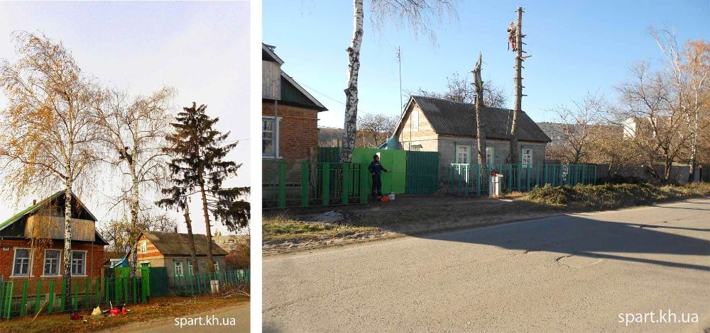 Зрізання дерев альпіністами у Луцьку та області