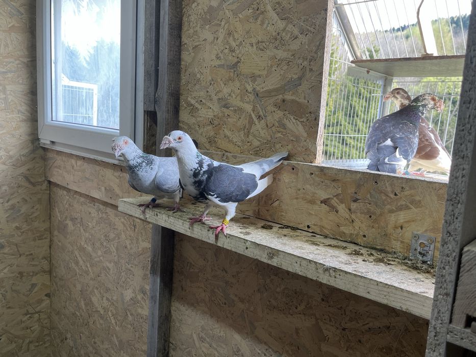 Gołębie staropolskie