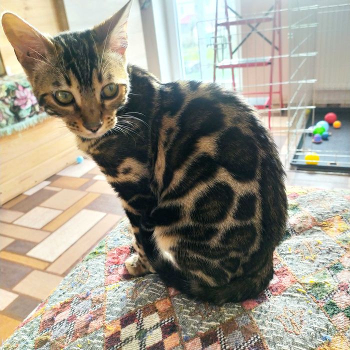 Бенгальська кішечка