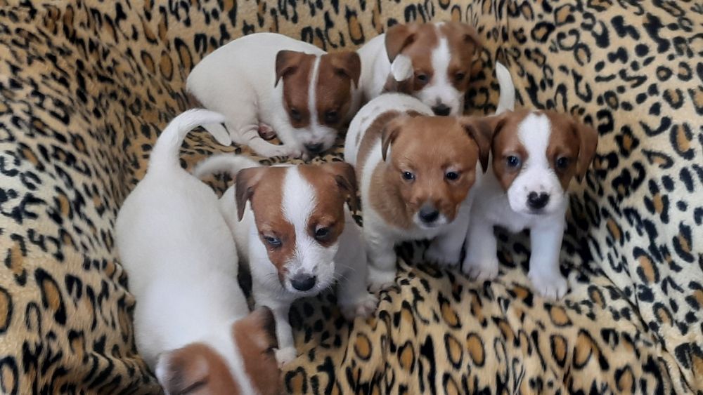 Jack Russell Terrier piesek