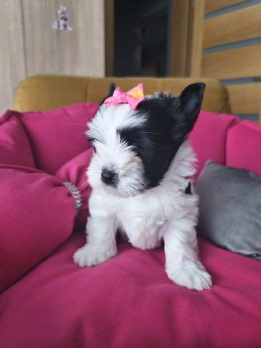 Yorkshire Terrier White-Black