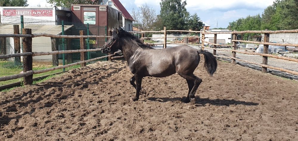 Konik Polski Ogier Dementor