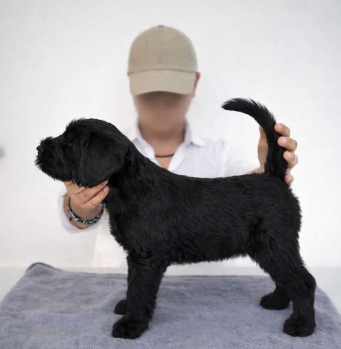 Fêmea Schnauzer Gigante – Criadores Certificado - Excelente Linhagem