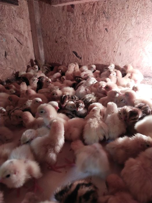 Перепелята суточні та підрощені