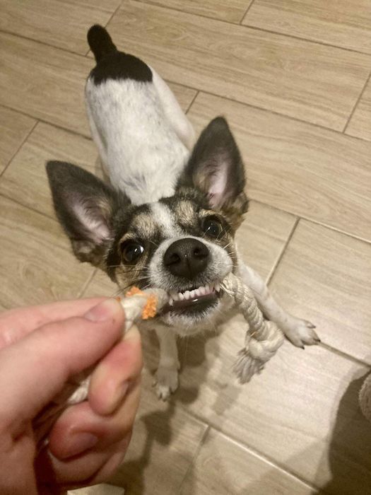 Młodziutka Psotka do adopcji.