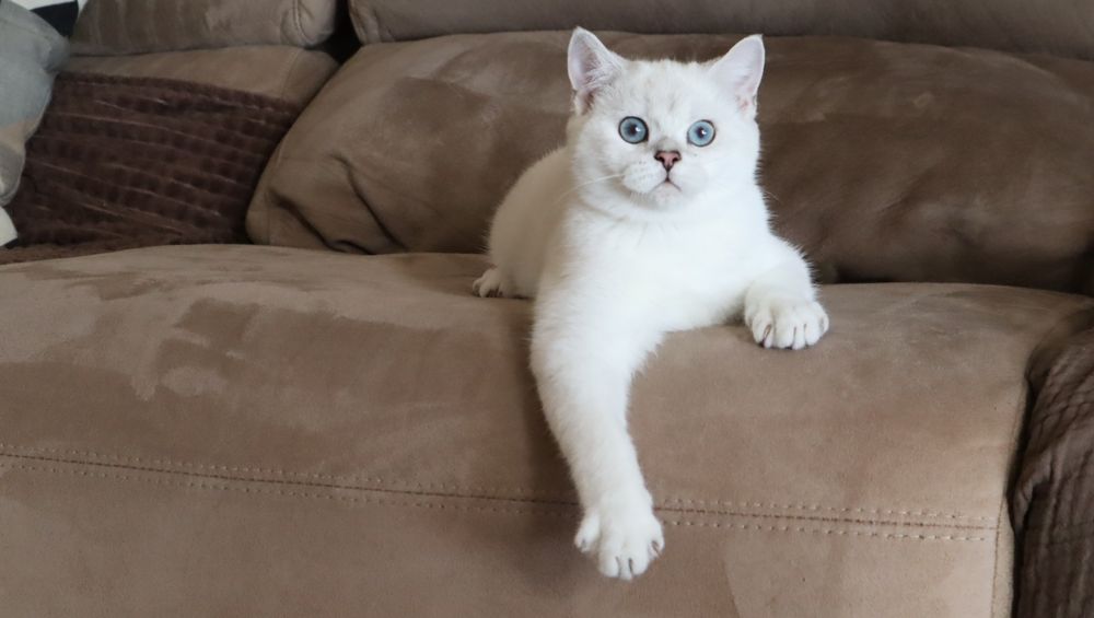 British Shorthair Chinchilla point