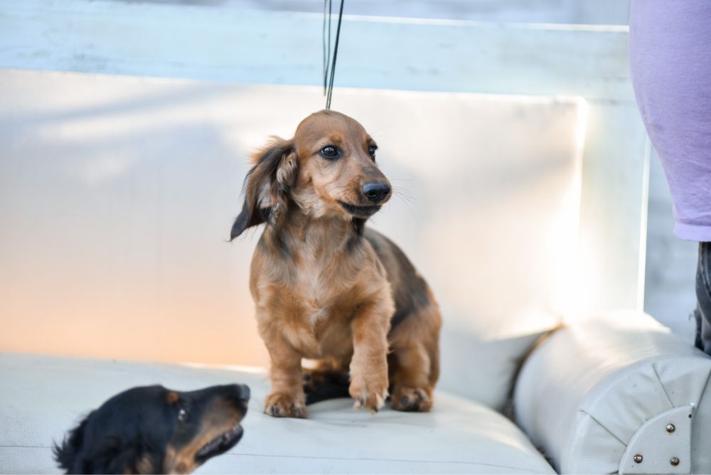 Цуценятка довгошерстних такс