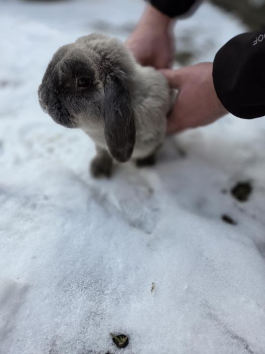 Królik samiec Mini Lop