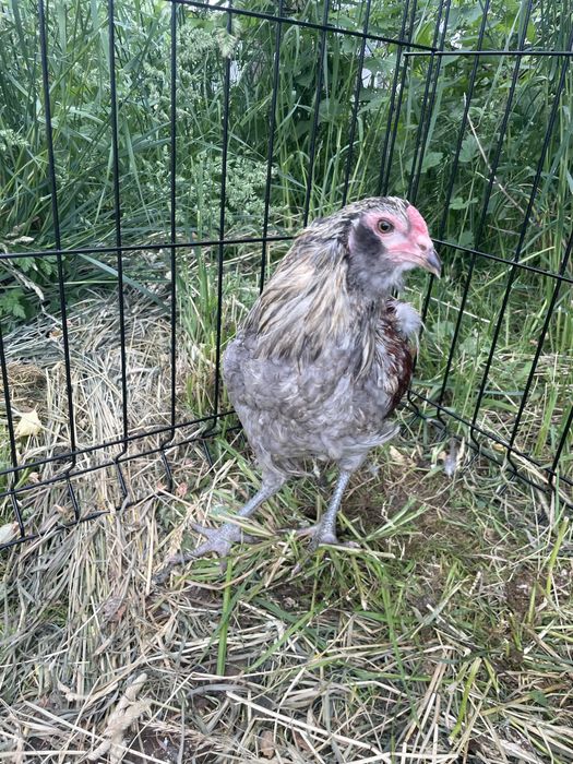 Araucana araukany koguty