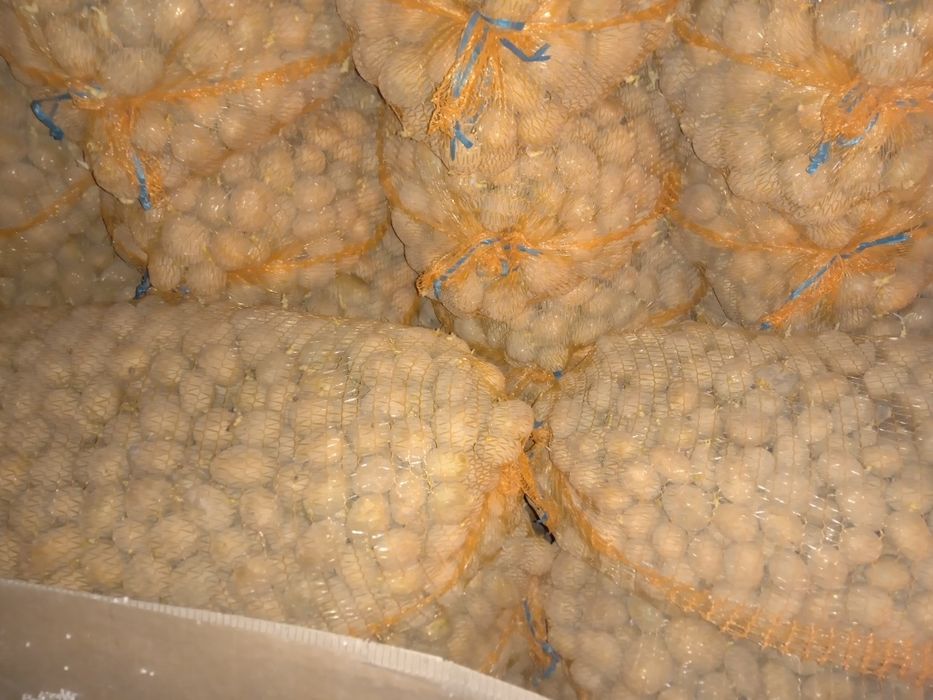 Ziemniaki  wielkości sadzeniaka Jurek soraja paszowe