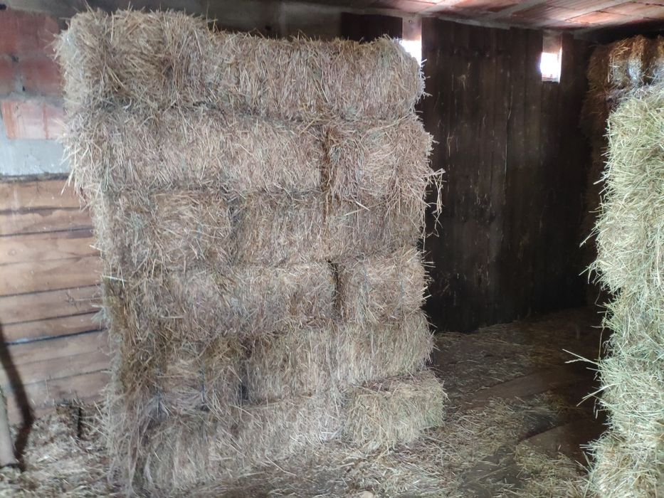 Fardos de palha 2025