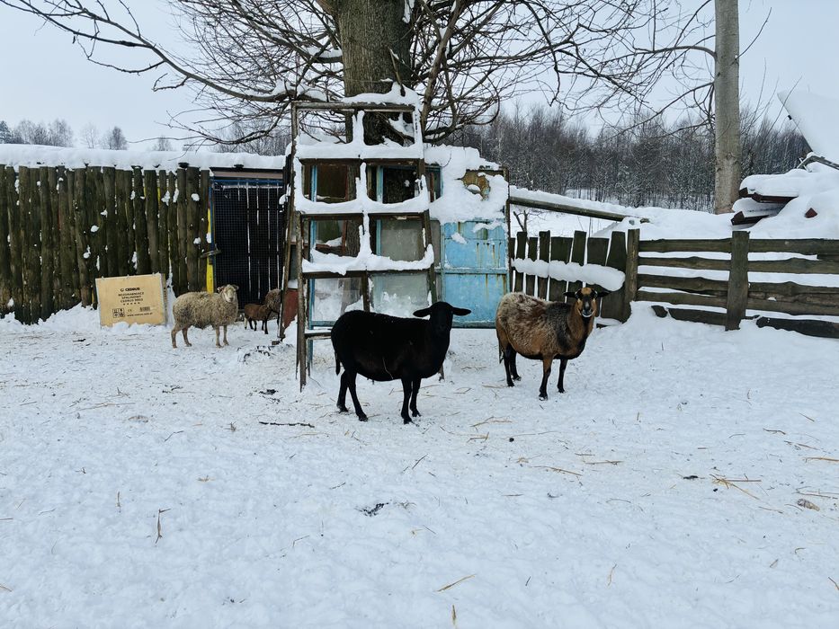 Owce kameruńskie, owca, baran