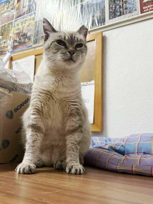 ESTERILIZADA | Gata sénior disponível para adoção responsável