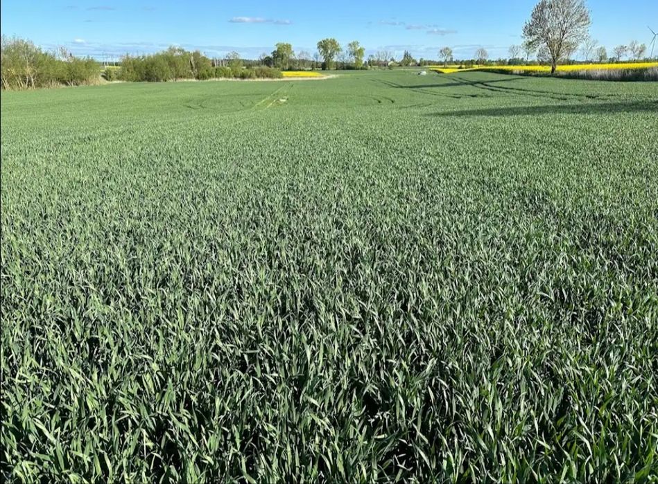 Ziemia rolna do uprawy – dzierżawa bezpośrednia