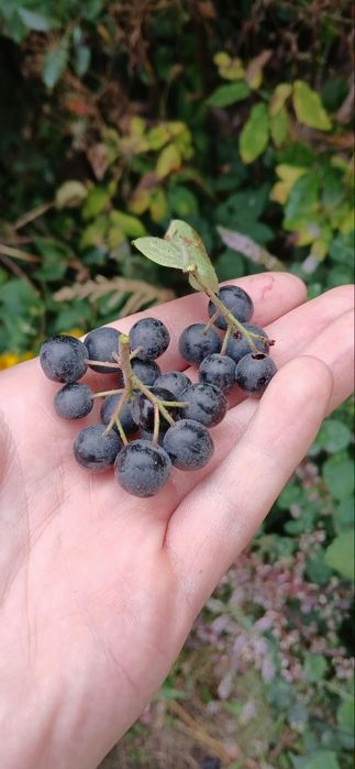 Pyszna Aronia 6 zl kg