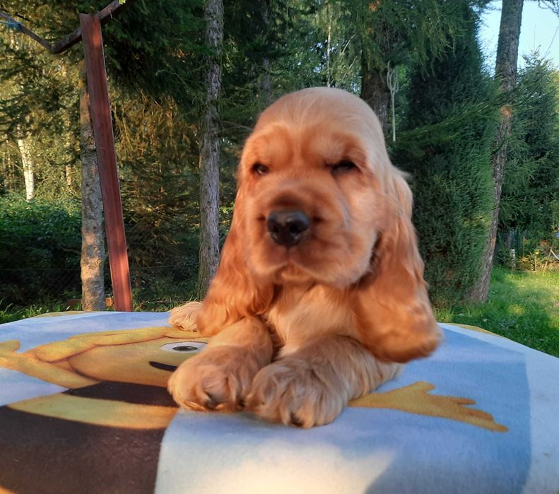 Cocker Spaniel Inglês