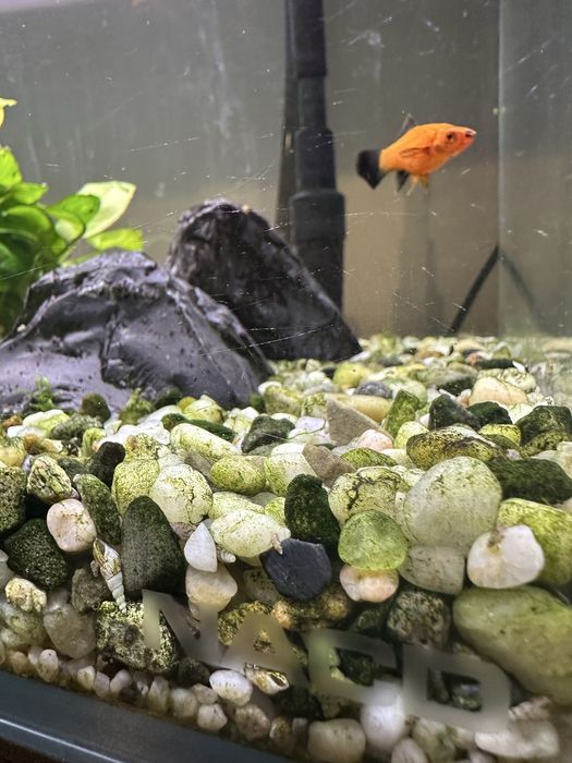 akwarium NACD optiwhite