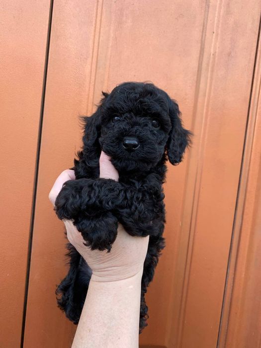 Хлопчик той пудель Ред Браун