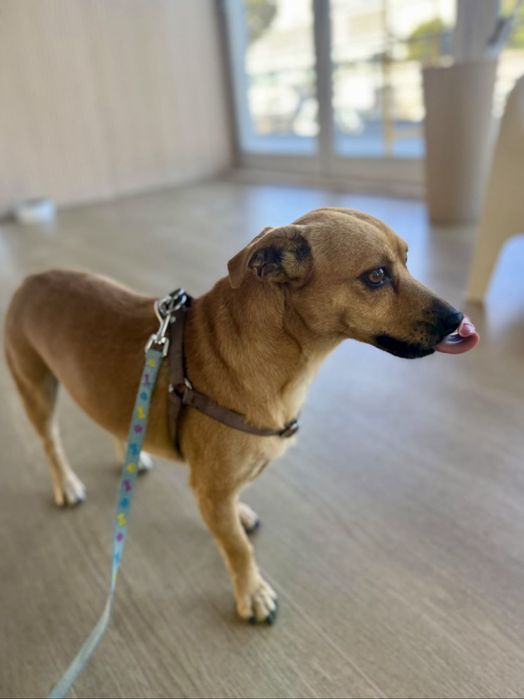 Buddy para adoção responsável