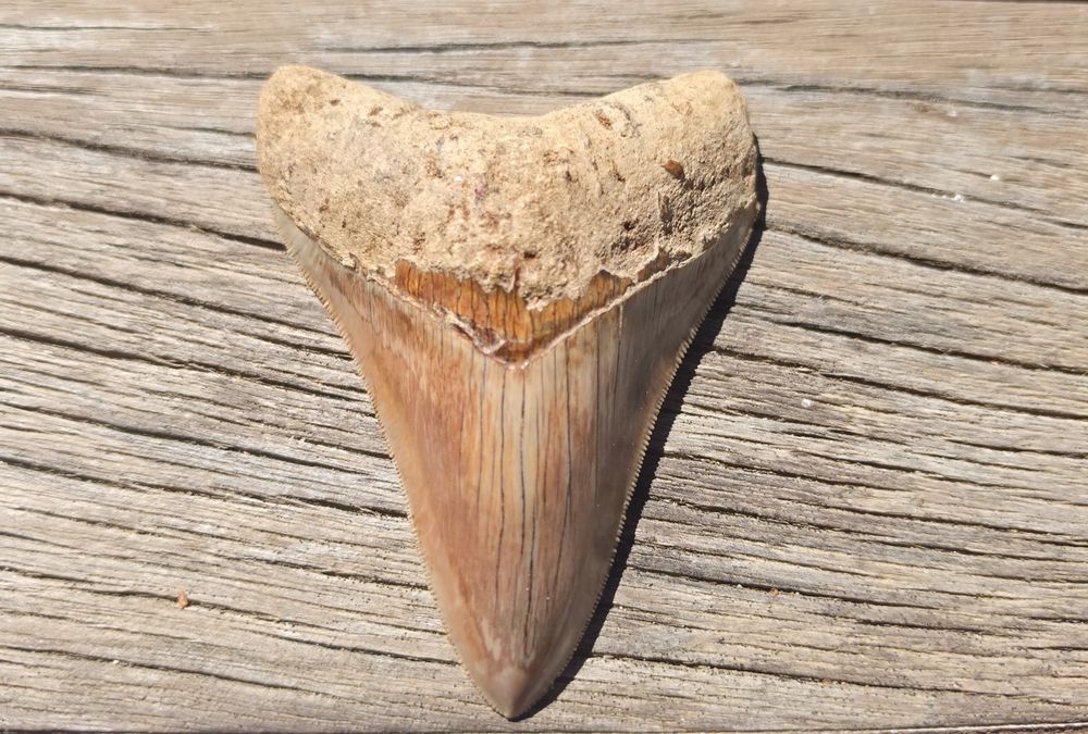 Fossil: Dentes de tubarão Megalodonte