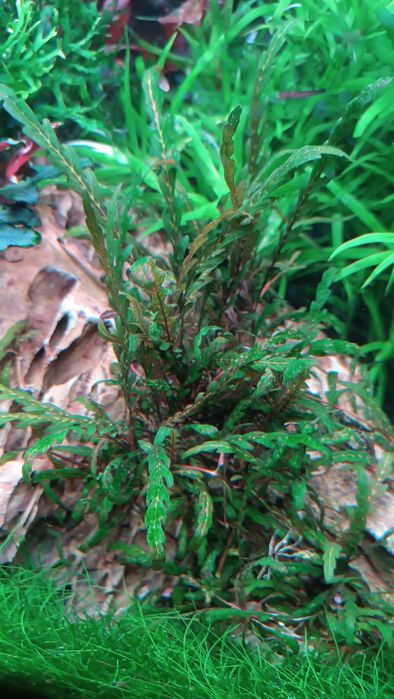 Rośliny do akwarium