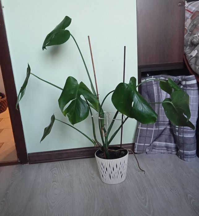 Sprzedam kwiat monstera
