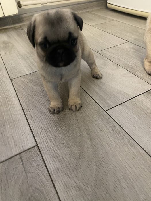 Mops suczka metryczka, wyprawka , czip Gotowe do odbioru