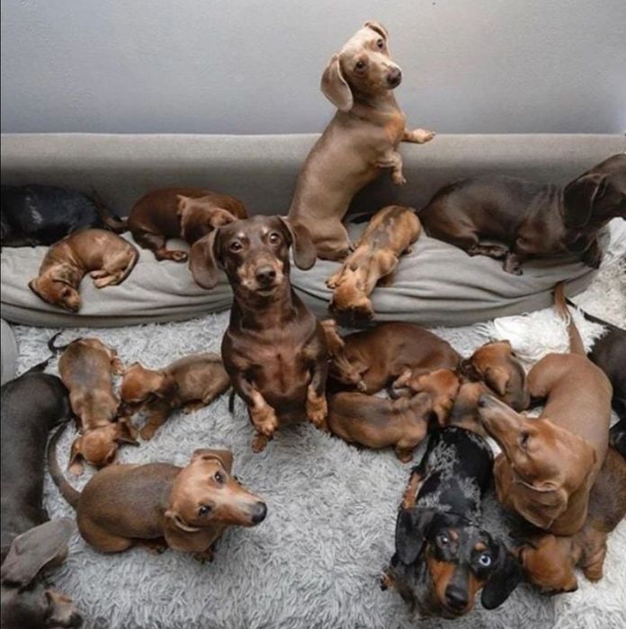 Таксята різних окрасів та видів шукають люблячу родину