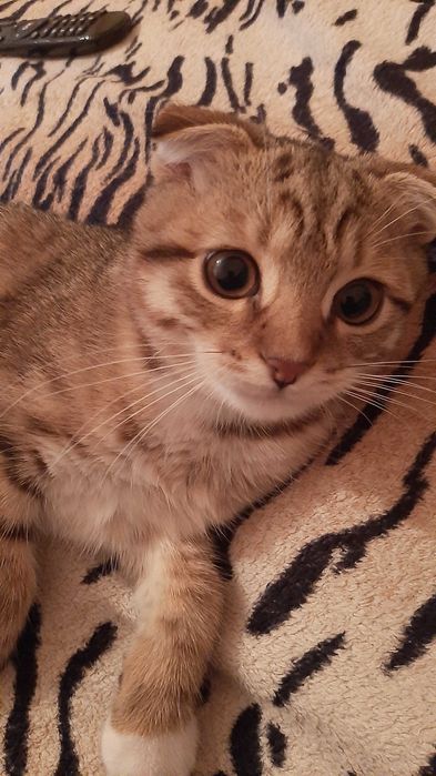 Случка кота , кіт на в'язку.