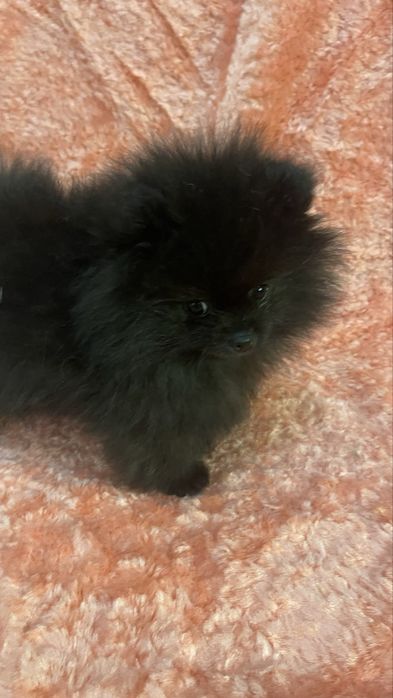 Померанський шпіц міні