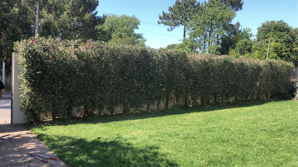 Limpeza de terrenos e jardineiro