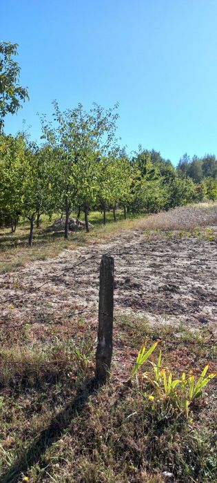 Продам приватизовану ділянку 8 соток під забудову / дачу, с. Пашківці (СТ Яблуня-2)