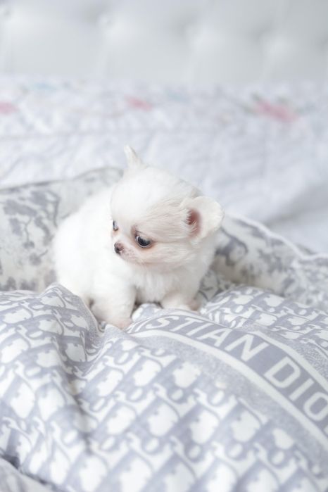 Chihuahua fci chłopak długowłosy