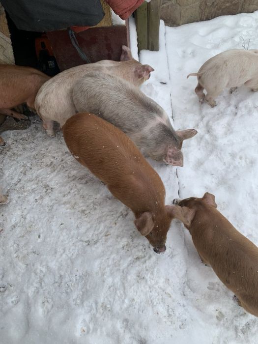 Поросята дюрок на продаж 6 тижднів