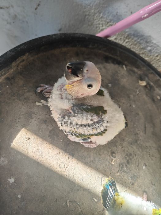Tenho uma  Aratinga sol para ceder .