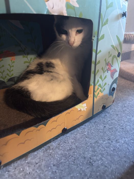 Bajka mloda koteczka do adopcji