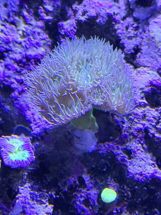 Duncanopsammia axifuga Dunka koralowiec