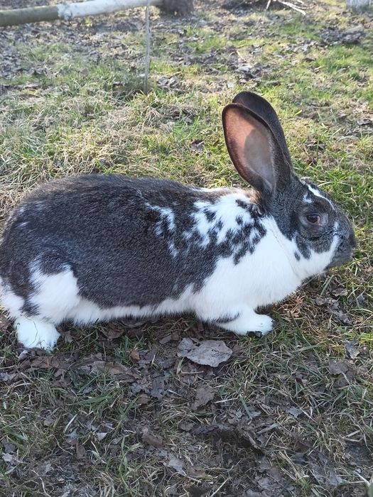 Królik samiec  roczny