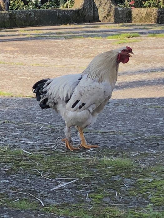 Galo brahma light novo